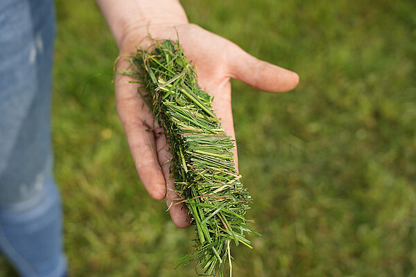 Best forage quality