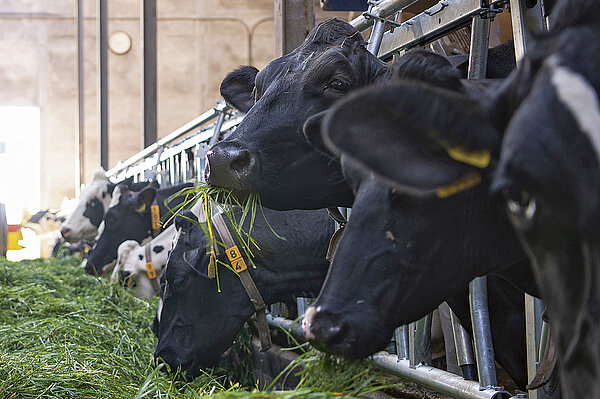The pioneer in quality foraging