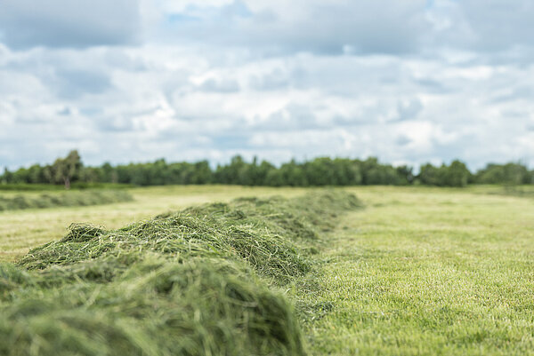 Clean on the forage table